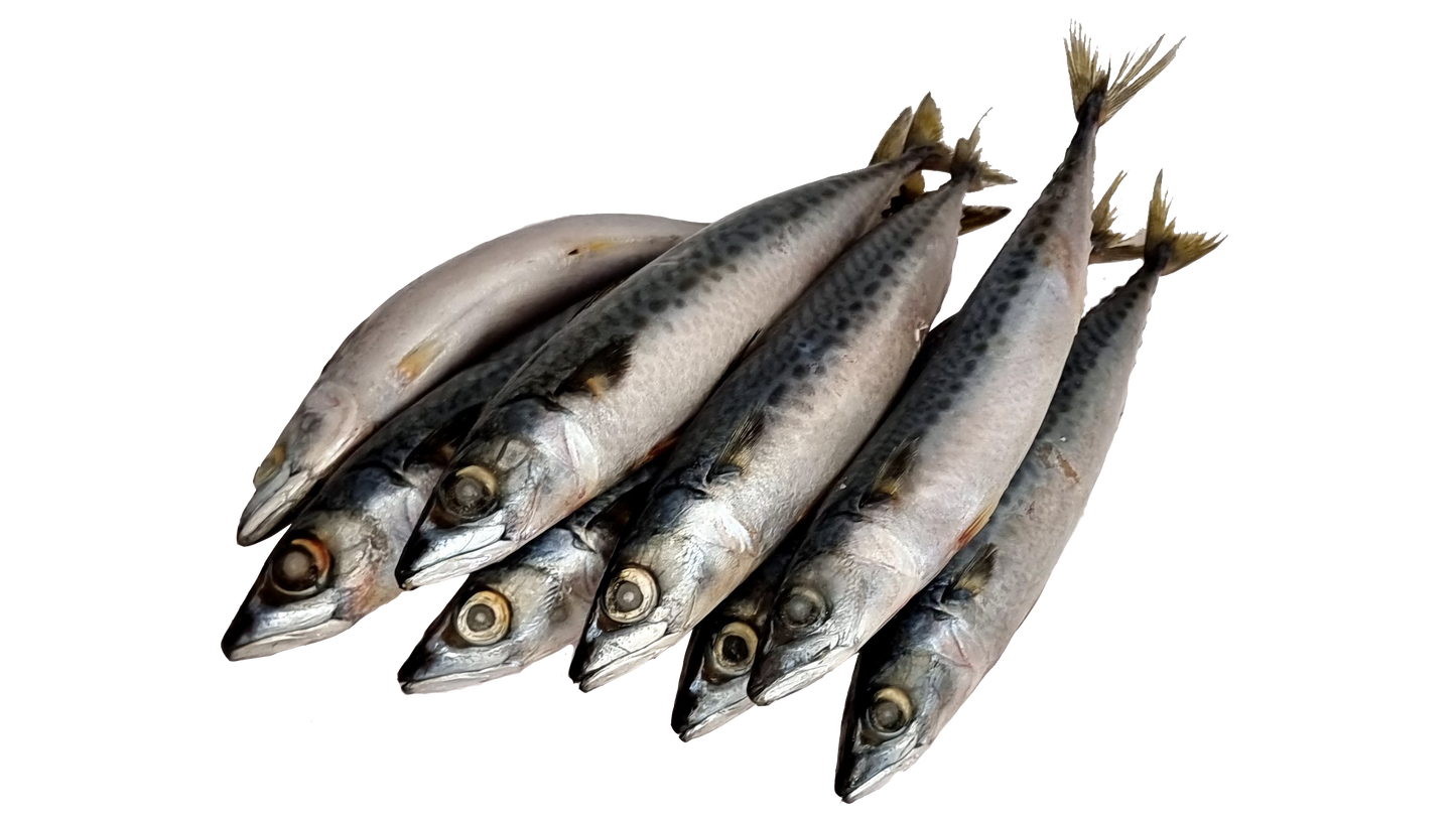 Frozen Mackerel