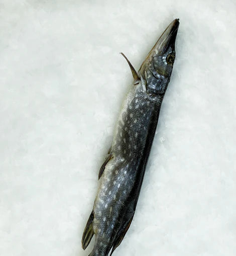 Dried Pike Fish