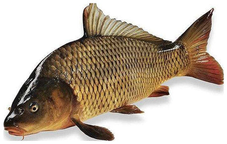 Karp Fresk